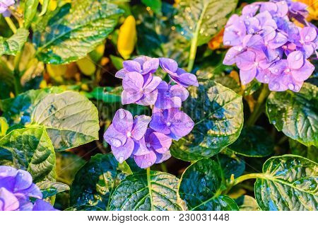 Blossom Of Blue Hydrangeas On Natural Background. Close Up.