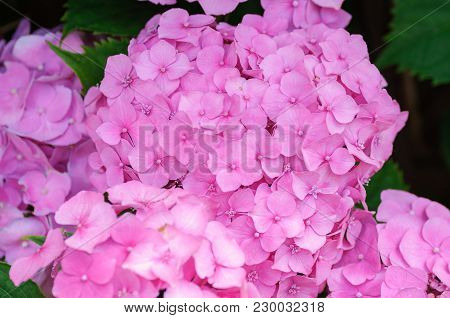 Blossom Of Pink Hydrangeas On Natural Background.