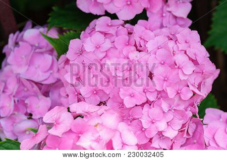 Blossom Of Pink Hydrangeas On Natural Background.