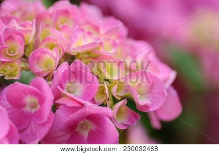 Blossom Of Pink With Yellow Green Center Hydrangeas On Natural Background. Close Up.