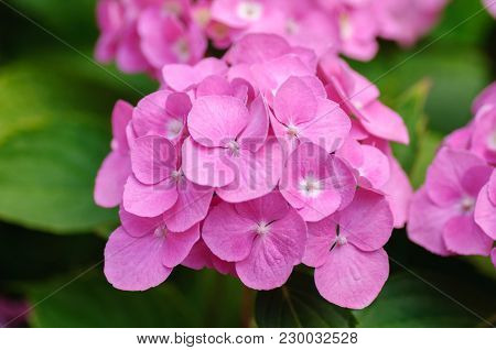 Blossom Of Pink With Yellow Green Center Hydrangeas On Natural Background. Close Up.
