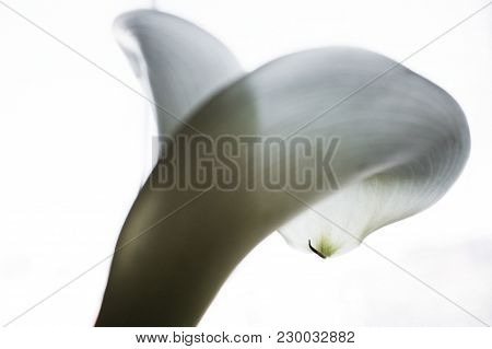 Calla. Calla Lilly Close-up. Macro Calla Flower.