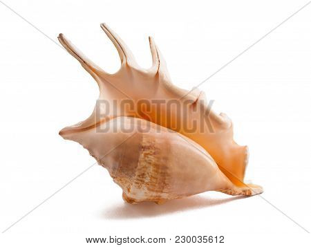 Beautiful Sea Shell Isolated On White Background