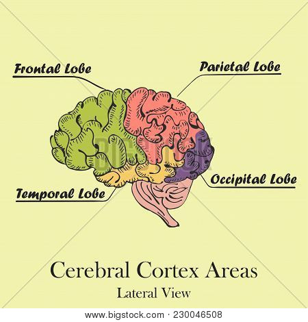Hand Drawn Coloured Human Brain On The Color Background With The Caption Of Brain Areas Or Lobes. Ce
