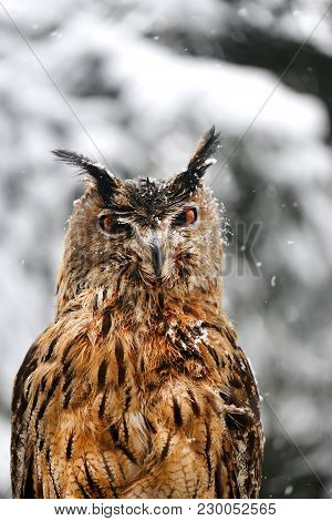 Beautiful Bird Owl Take A Close-up Photo
