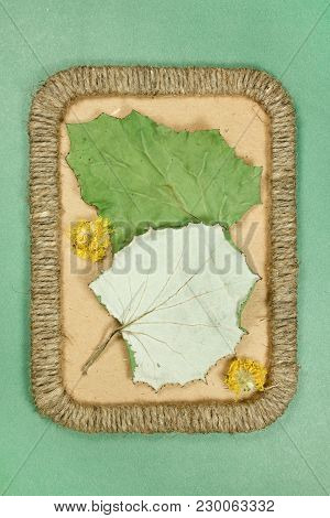 Herbarium. Coltsfoot, Foalfoot. Dry Plants In Framework Made Of Jute Thread. Scrapbooking. Dried Flo