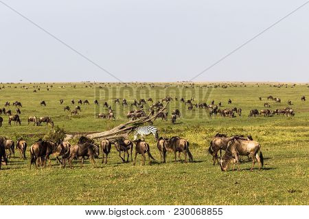 Migration Of Animals In Savanna Of Kenya. Africa