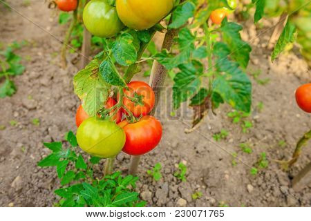 Ripe Tomatoes Growing On The Branches, Cultivated In The Garden, Gardening, Agriculture And Culinary