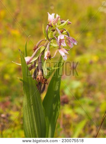 Marsh Helleborine Epipactis Palustris Growing Wild In Carpayhian Mountain In Ukraine
