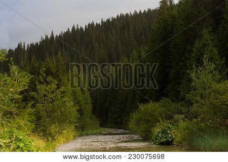 Spruce Forest In The Carpathians Mountain. Sustainable Clear Ecosystem. Ukraine.