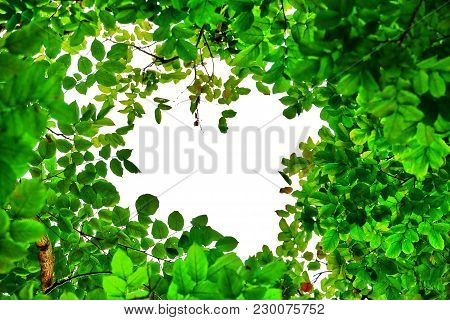Top View A Tropical Tree Leaves With Branches And White Isolated For Green Natural Foliage Backgroun