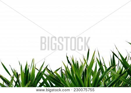 A Tropical Palm Plant Leaves With White Isolated Background For Green Natural Foliage Texture