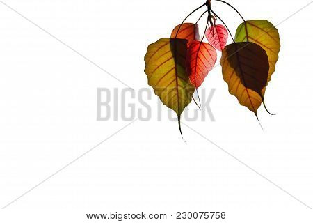 An Asian Bodhi Tree Leaf Top View With White Isolated Background For Green Natural Foliage Pattern