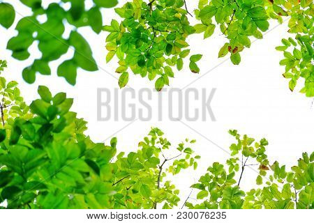Top View A Tropical Tree Leaves With Branches And White Sky For Green Natural Foliage Background