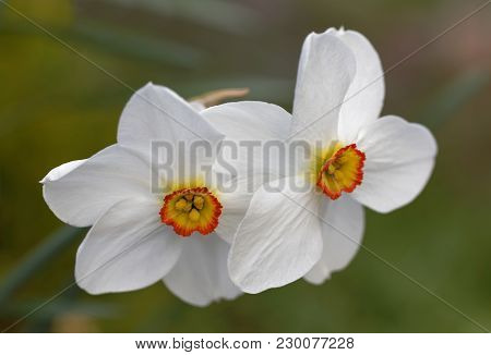 White Poet's Daffodil Flower (latin Name: Narcissus) Early Spring. Green Defocused Background