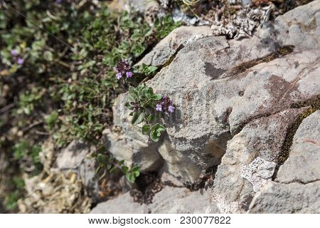Detail Of Leaves And Flowers Of Mother-of-thyme, Thymus Praecox. Photo Taken In Saliencia Valley, So