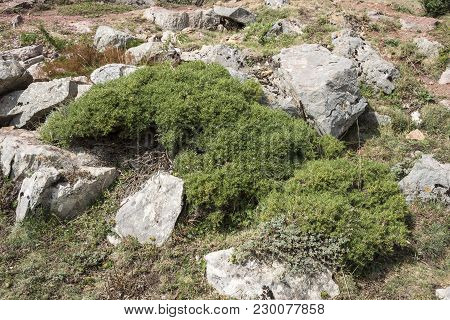 Alpine Padded Brushwood Of Genista Hispanica In Saliencia Valley, Somiedo Nature Reserve. It Is Loca