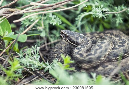 Vipera Ursinii Or Meadow Viper. Vipera Ursinii Is A Venomous Viper And A Very Widespread Species