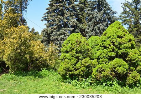 Beautiful Picea Glauca Conica In Cozy Garden Landscape Design.