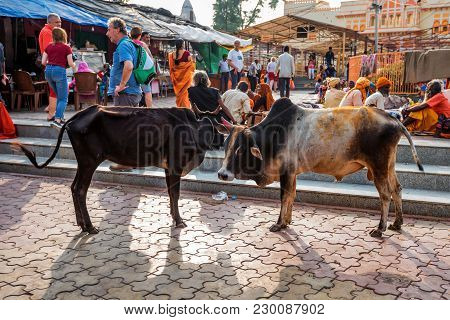 Agra, India - November 8, 2017: Cows Stand In Indian Street. Cattle Are Considered Sacred In Hinduis