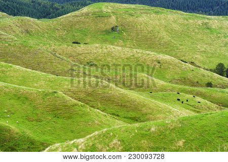 Beautiful Scenery Of Mountains Along The Way On Whanganui River Road In National Park In Autumn , Wh