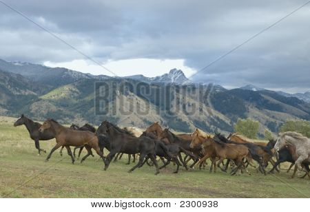 Pferd-Roundup