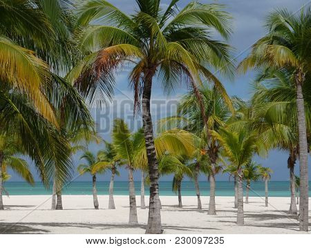 Isla Pasion - Beautiful Palm Tree Beach In The Nature Reserve Passion Island Next To Cozumel Mexico
