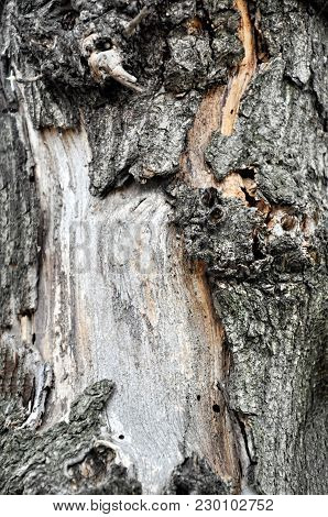 Pine Bark. Texture Pine Bark. Pine Bark Background. Pine. Tree Bark. Bark. Brown Bark Texture. Natur