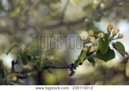 Apple-tree Flower Spring Blossom Blurred Bokeh Background