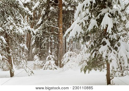 After A Good Snowfall, A Small Siberian Appeared In The Park