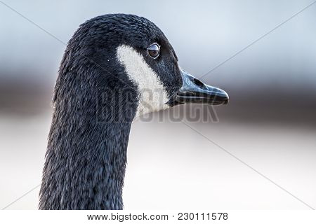 Wild Goose In Front Of Castle Nymphenburg Palace In Munich, Germany.