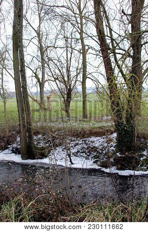 View Of A Small Stream In Winter