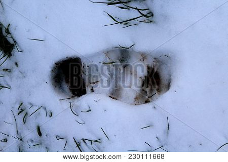 View Of A Footprint In The Snow