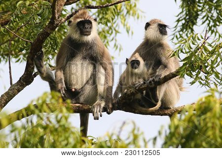 Family Of Gray Langur Semnopithecus Priam On The Tree In Sri Lanka