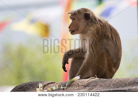 Male Macaque Monkey Macaca Sinica At Sri Lanka