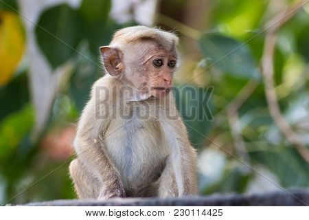 Baby Macaque Monkey Macaca Sinica At Sri Lanka