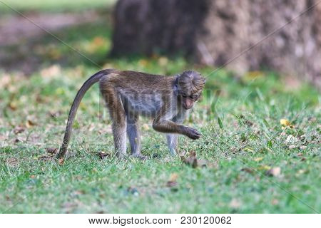 Young Macaque Monkey Macaca Sinica Looking For Food
