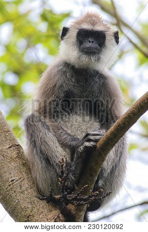 Female Of Gray Langur Semnopithecus Priam On The Tree In Sri Lanka