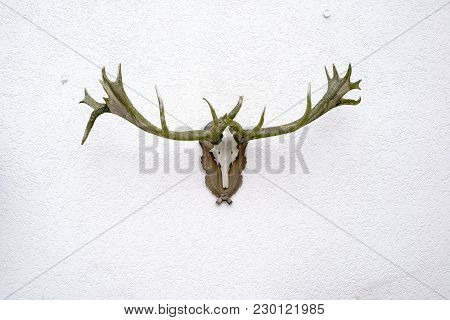 An Old Deer Antler With Moss-covered Antlers On A White Wall.