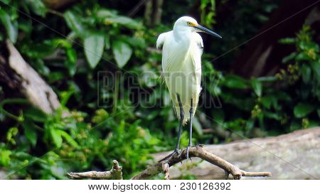 Australian Tropical Little Egret Also Known As Egretta Garzetta