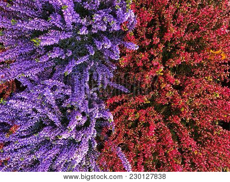 Flowering Very Beautiful Red And Violett Purple Blue Heather Calluna Vulgaris Ericaceae On A Backgro