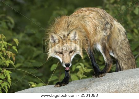 สุนัขจิ้งจอกสีแดง