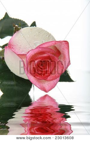 Pink Rose With Water Drops