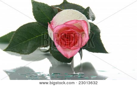 Beautiful Rose With Water Drops