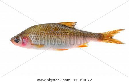 Roach nemocné ryby (lepkavý lepkavý)