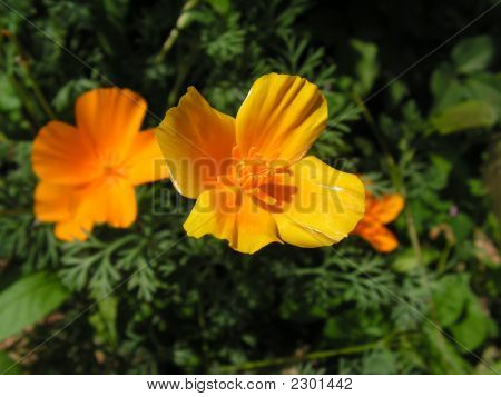 Fiori d'arancio