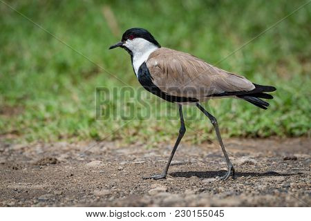 Blacksmith Plover Walking Across Track In Sunshine