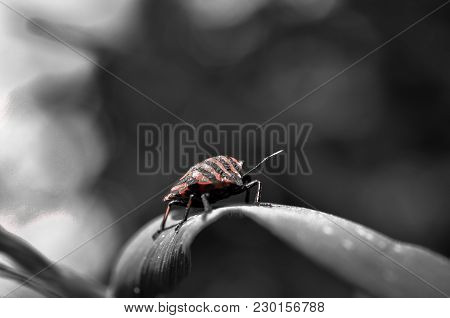 Colorkey Macro Shot Of A Red Firebug