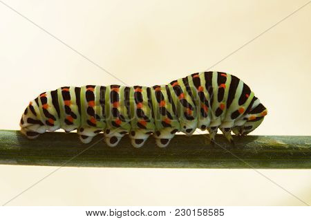 Swallowtail Butterfly Caterpillar On A Stem - Papilio Machaon