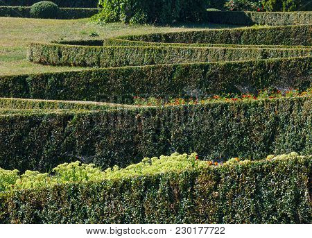Summer Trimmed Evergreen Boxwood In Park Hillside. Composition From Plants On A Green Grass Lawn. So